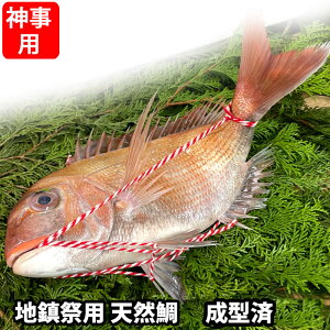 n՗p VR ^ ˓CY n グ  t hg j t ^ j ˓C VR^  ₵ ςz  VRi①ցj