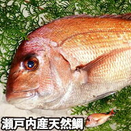 活〆 天然鯛 真鯛 瀬戸内海産 冷蔵便 地鎮祭 棟上げ 鯛 尾頭付き 刺し身 お祝い 尾頭付き 真鯛 お食い初…