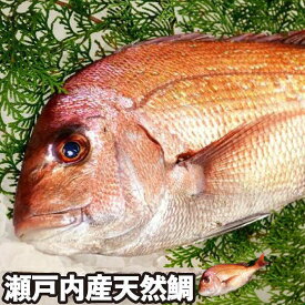 活〆 天然鯛 真鯛 瀬戸内海産 冷蔵便 地鎮祭 棟上げ 鯛 尾頭付き 刺し身 お祝い 尾頭付き 真鯛 お食い初め 入学 卒業 祝い事 瀬戸内海 天然真鯛 お造り 鯛しゃぶ 煮 お中元 お歳暮 結納 お供え 活〆 天然 血抜き