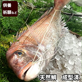 神事用・供養鯛 天然鯛（白糸結び・成形仕上げ）