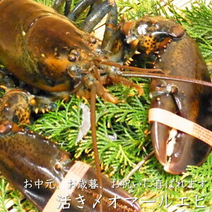  I}[Gr 400g`500g Ă I}[CVi①ցjpɂ