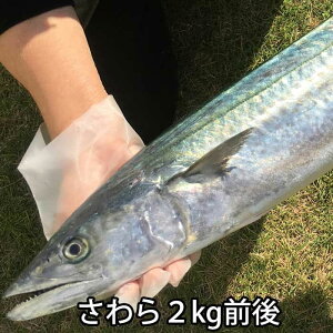  1 2kgOA3kgO R Ȃ    tC hg