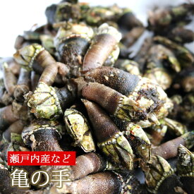 亀の手 生 未冷凍 かめのて カメノテ （冷蔵便）
