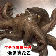 【生きたまま発送】 真たこ 活き 生 レシピ付き 瀬戸内海産 蛸 タコ 刺身 たこさし たこ （冷蔵便）