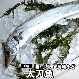 太刀魚（700g前後）X1尾～2尾（冷蔵便） 長崎県 大分県など 刺身 塩焼き タチウオ たちうお 鮮魚