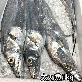太刀魚 約1kg前後X1尾～2尾 生 長崎県 大分県、瀬戸内など 刺身 塩焼き タチウオ たちうお レシピ付き 魚 鮮魚 （冷蔵便）