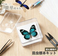 【66%OFF】8150円 →2749円 【7点セット】昆虫標本キット 標本ツール 昆虫針 ピンセット 展翅板 はさみ …