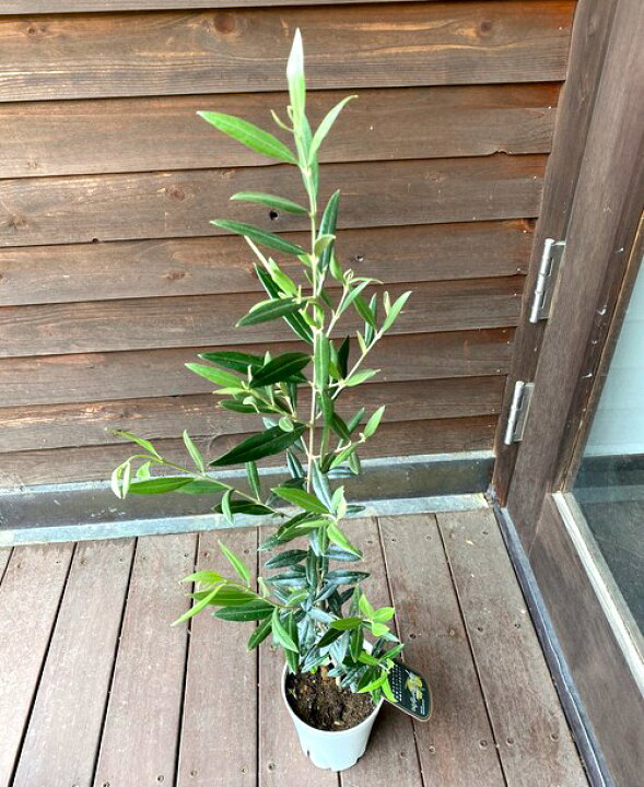 楽天市場 ジャングルデリバリー オリーブ 苗木 ひなかぜ 観葉植物50cmから80cm程度 Hinakaze ヒナカゼオリーブの木 ひなかぜ2年生 グリーン インテリア 三田三昭堂 楽天市場 ジャングルデリバリー オリーブ 苗木 ひなかぜ 観葉植物50cmから80cm程度 Hinakaze ヒナカゼオリーブの木 ひなかぜ2年生 グリーン インテリア 三田三昭堂