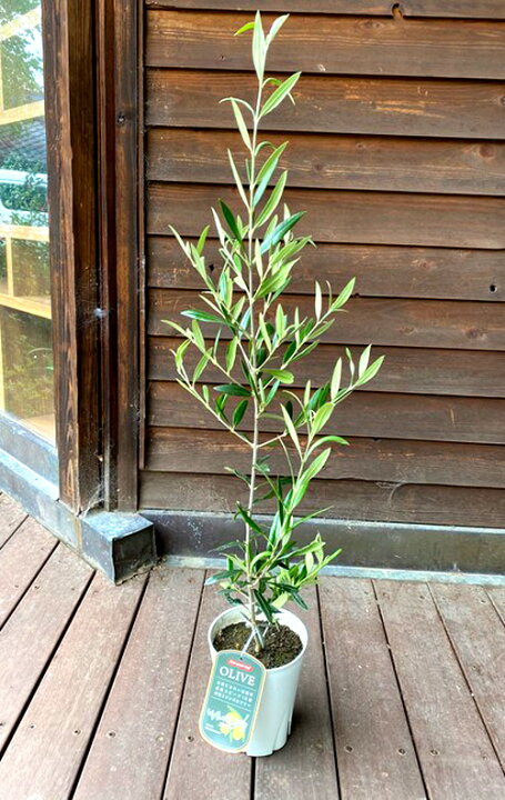 楽天市場 ジャングルデリバリー オリーブ 苗木 ひなかぜ 観葉植物50cmから80cm程度 Hinakaze ヒナカゼオリーブの木 ひなかぜ2年生 グリーン インテリア 三田三昭堂 楽天市場 ジャングルデリバリー オリーブ 苗木 ひなかぜ 観葉植物50cmから80cm程度 Hinakaze ヒナカゼオリーブの木 ひなかぜ2年生 グリーン インテリア 三田三昭堂