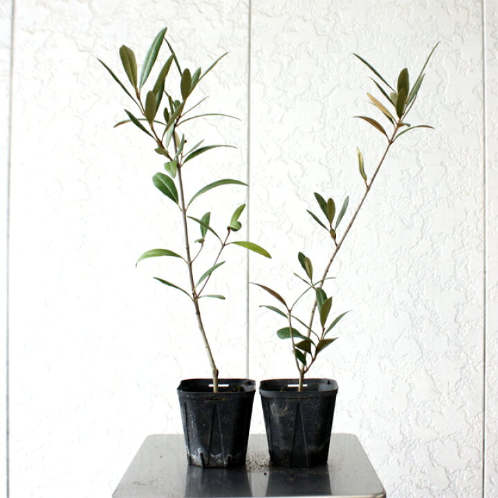 楽天市場 ジャングルデリバリー オリーブ 苗木 ひなかぜ 観葉植物30cmから45cm程度 Hinakaze ヒナカゼオリーブの木 ひなかぜ グリーン インテリア 三田三昭堂 楽天市場 ジャングルデリバリー オリーブ 苗木 ひなかぜ 観葉植物30cmから45cm程度 Hinakaze ヒナカゼオリーブの木 ひなかぜ グリーン インテリア 三田三昭堂