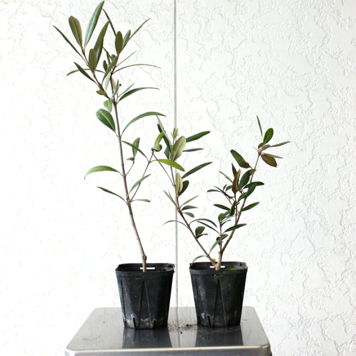 楽天市場 ジャングルデリバリー オリーブ 苗木 ひなかぜ 観葉植物30cmから45cm程度 Hinakaze ヒナカゼオリーブの木 ひなかぜ グリーン インテリア 三田三昭堂 楽天市場 ジャングルデリバリー オリーブ 苗木 ひなかぜ 観葉植物30cmから45cm程度 Hinakaze ヒナカゼオリーブの木 ひなかぜ グリーン インテリア 三田三昭堂