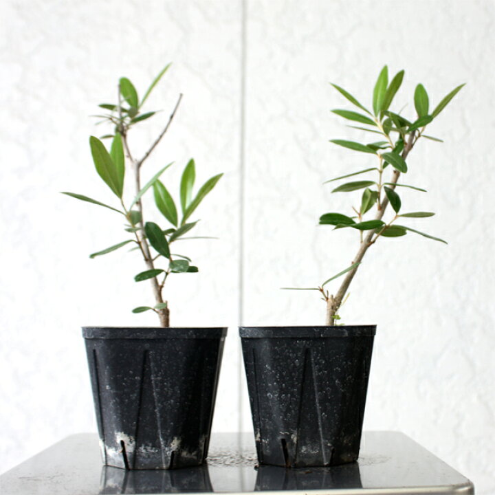 楽天市場 ジャングルデリバリー オリーブ 苗木 ひなかぜ 観葉植物cmから30cm程度 Hinakaze ヒナカゼオリーブの木 グリーン インテリア 三田三昭堂 楽天市場 ジャングルデリバリー オリーブ 苗木 ひなかぜ 観葉植物cmから30cm程度 Hinakaze ヒナカゼオリーブの木 グリーン インテリア 三田三昭堂