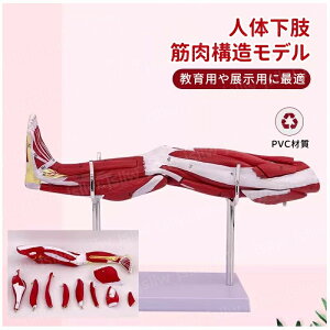 �l�̉����ؓ��\�����f�� �ؓ���U�͌^ �����̋ؓ����� �C���� �G�|�� �W���X�^���h�t�� ���O���\ �g�ݗ��� �f���b�N�X���f�� �l�̖͌^ ���w�p���f�� ��w����p �@���͌^ �{�p�����p