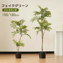 楽天市場】140cm（種類（植物）ウンベラータ）（観葉植物｜花・観葉 