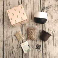【送料無料】多肉栽培DXセット 【栽培セット★簡単育成 多肉植物　育成　リトープス　モニラリア　腰水　…