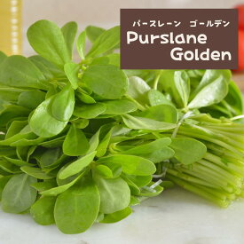 【野菜の種】パースレーンの種 Purslan 10粒　育て方の説明書付き　ガーデン ガーデニング 野菜の種 野菜　家庭菜園　農業　春蒔き インスタ レアシード 美味しい 変わった
