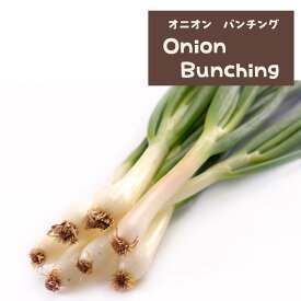 【野菜の種】バンチングオニオンの種 オニオンバンチング　onion 緑のねぎ　ねぎ 10粒　育て方の説明書付き　ガーデン ガーデニング 野菜の種 野菜　家庭菜園　農業　春蒔き　秋蒔き インスタ 美味しい 変わった