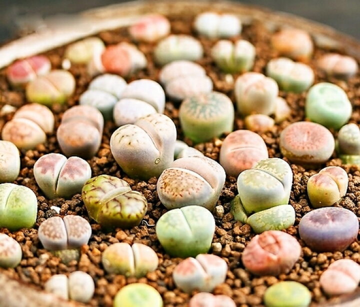 楽天市場】【多肉植物】生きる宝石 リトープスの種 （ミックス種）10粒 