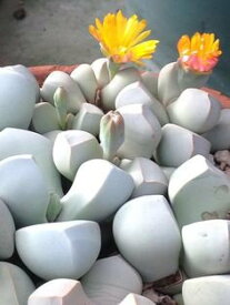 魔玉の種　10粒　+育て方の説明書付き　【多肉植物】多肉　観葉植物　Succulents　Cactus　サボテン