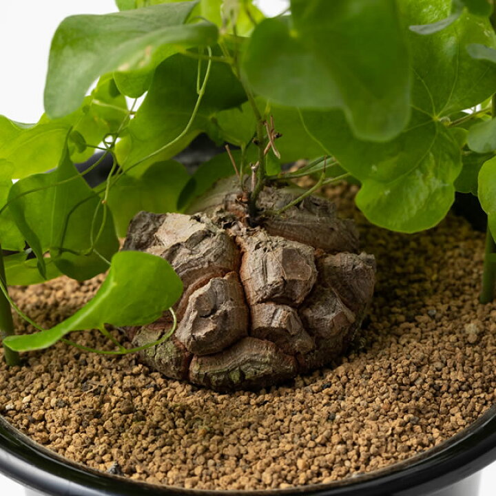 楽天市場 亀甲竜の種 5粒 育て方の説明書付き 多肉植物 多肉 観葉植物 Succulents Cactus みつき屋