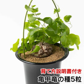 亀甲竜の種　5粒　+育て方の説明書付き【多肉植物】多肉　観葉植物　Succulents　Cactus