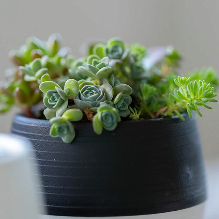 年末のプロモーション大特価 多肉植物 ベンケイソウ科 グリノービア ドドランタリス 種 10粒 Www iwearparts Com