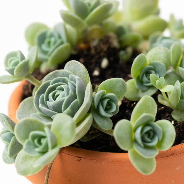 楽天市場 ドドランタリスの種 10粒 育て方の説明書付き 多肉植物 多肉 観葉植物 Succulents Cactus バラ 花びら サボテン 緑のバラ 夏型 エケベリア みつき屋 楽天市場 ドドランタリスの種 10粒 育て方の説明書付き 多肉植物 多肉 観葉植物 Succulents Cactus バラ 花びら サボテン 緑のバラ 夏型 エケベリア みつき屋