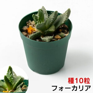 AẼGCA htH[JAh̎@10@+ȈՐt@yAz@ϗtA@Succulents@Cactus@T{e