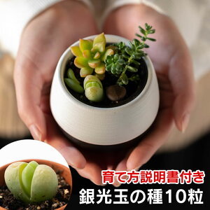 ʂ̎@10@+ĕ̐t@yAzϗtA@@Succulents@Cactus