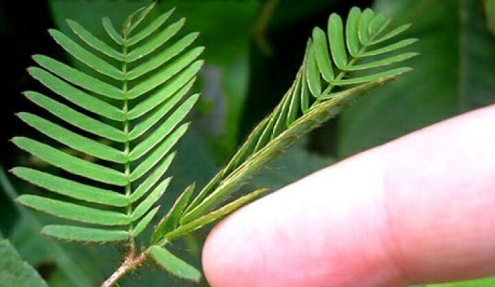 市場 イタリアの草花の種 オジギソウ ミモザ