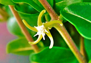 観葉植物 火星人の人気商品 通販 価格比較 価格 Com