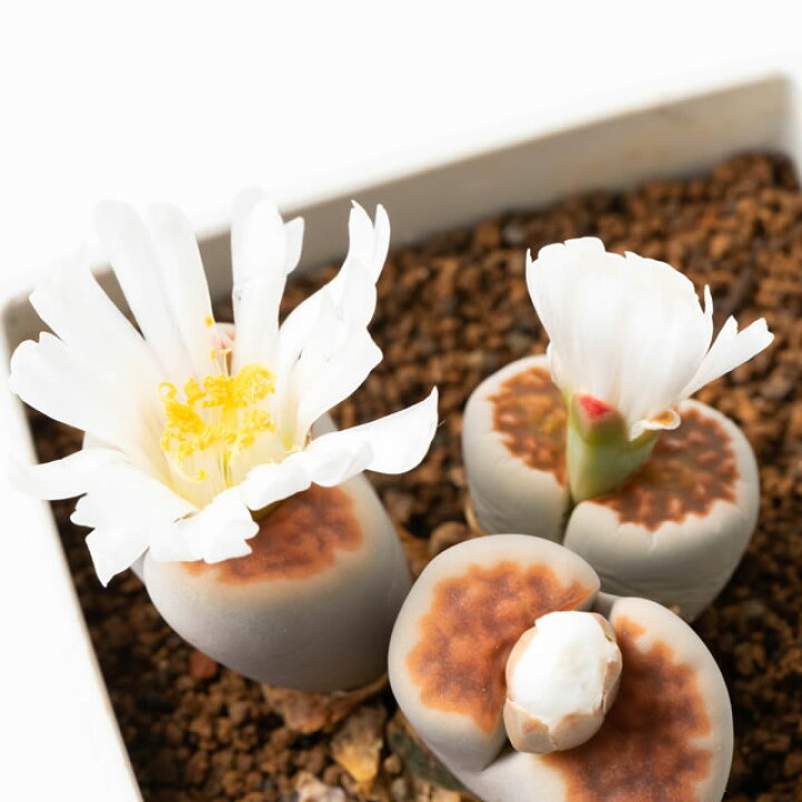 楽天市場 多肉植物 生きる宝石 リトープスmix栽培セット 栽培セット 簡単育成 自由研究 種 可愛い 送料無料 生きる宝石 多肉 観葉植物 Succulents Cactus サボテンプレゼント 贈答 趣味の園芸 みつき屋