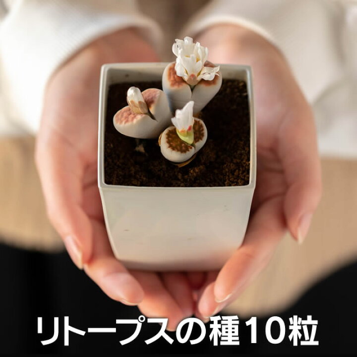 楽天市場】【多肉植物】生きる宝石 リトープスの種 （ミックス種）10粒 