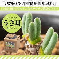 【自宅で育つ】うさ耳 モニラリア 栽培セット【送料無料】母の日　特別ラッピング プレゼント　贈り物　…