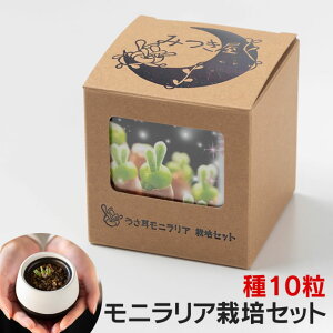 多肉植物 種の人気商品 通販 価格比較 価格 Com