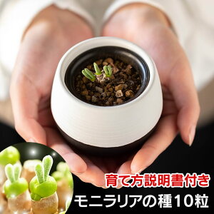 多肉植物 うさぎの人気商品 通販 価格比較 価格 Com