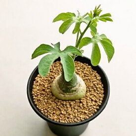楽天市場 観葉植物 種子 ガーデニング 農業 花 ガーデン Diyの通販