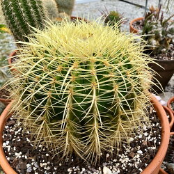 楽天市場 植物の種 みつき屋
