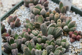 天女琴の種　10粒　+育て方の説明書付き　【多肉植物】