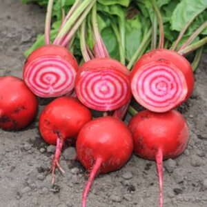 L@qy@r[c / r[g / `IMA@z i͔|p q ؁j