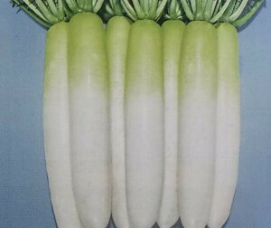 _CRy@F1pˁ@z2dL i͔|p q  卪 YҌ g[zNj