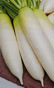 _CRy@H̗@z20ml i͔|p q 卪  ^LCj