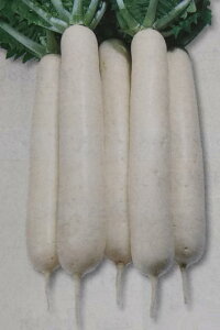 _CRy@~ǂ呠@z2dL i͔|p q 卪  YҌ ^LCj