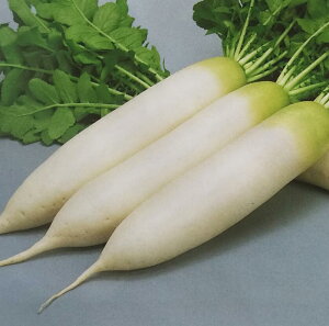 \񏤕i@V2025N8ȍ~ח\_CRy@_̂͂@zTJ^̃^l