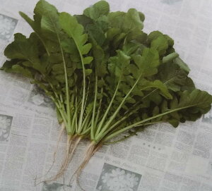 葉ダイコン種【 葉大臣 】サカタのタネ
