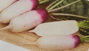 ミニダイコン種【 あやめっ娘 】サカタのタネ