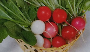 �q���珬�܁E20ml�E2dL�r�n�c�J�_�C�R����y�@�J���t���t�@�C�u�@�z�T�J�^�̃^�l