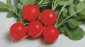 q珬܁E20mlE2dLrncJ_CRy@ځ@zTJ^̃^l