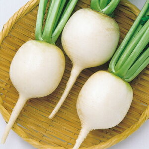 _CRy@ݑ卪@z i͔|p q 卪  j