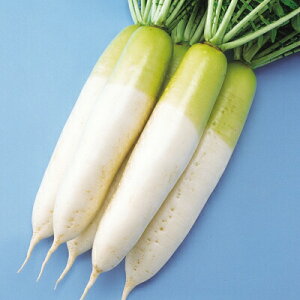 ダイコン種【 F1はるやま 】1000粒 (栽培用 種子 大根 だいこん 中原)